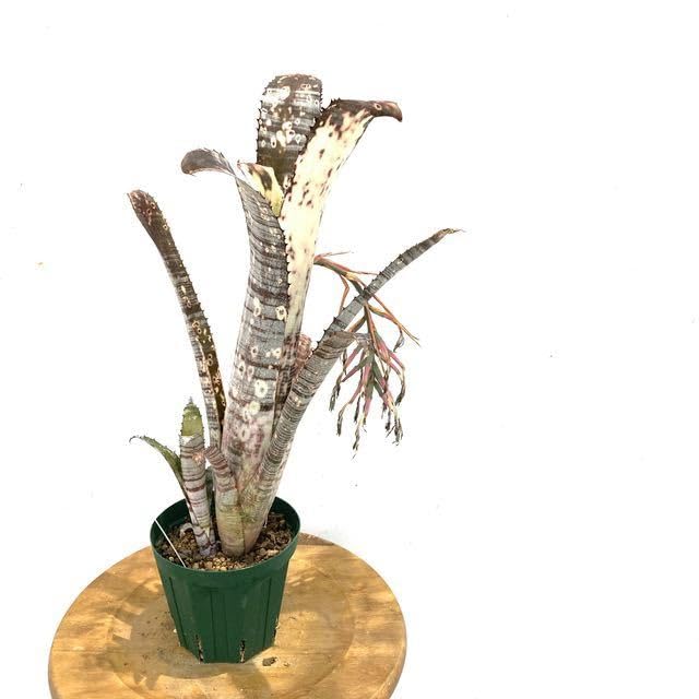 ビルベルギア ドミンゴスマーティンス(Billbergia vittata ビルベルギア ドミンゴスマーティンス(Billbergia vittata