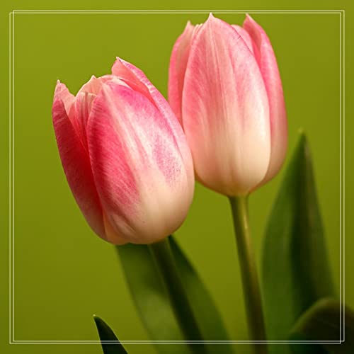 TulipáN Bulbos，Mezcla de bulbos de tulipán, Bulbos De TulipáN, TulipáN Semillas, TulipáN Semillas, Semillas De TulipáN