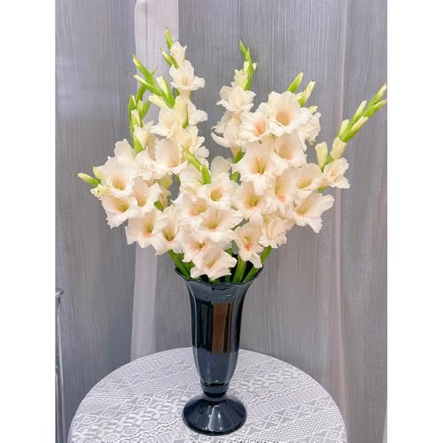 Bombilla de gladiolos,perennes resistentes,bancales elevados para jardín,decorativas Bombilla de de rápido crecimiento de balcón 15pcs