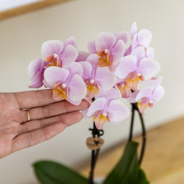 Orquídea rosa Phalaenopsis Andorra y suculenta en maceta de cerámica con bandeja, juego de plantas Valentine "Gradience Pink" – Set de regalo para San Valentín, amor y decoración