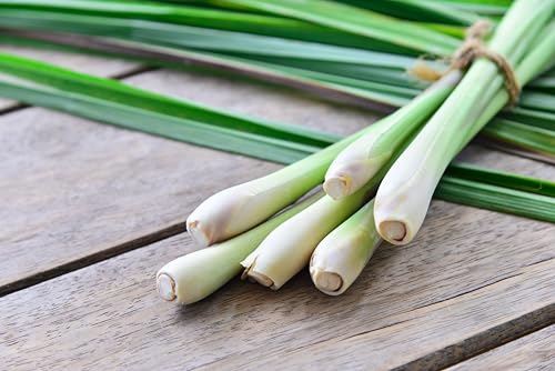 TKE Farms & Gardens - Lemongrass Seeds for Planting, Over 750 Non-GMO Seeds, Grow Indoors & Outdoors for Fresh Herbs Year Round, Easy-to-Grow Aromatic Herb for Cooking, Teas & Wellness - Image 5