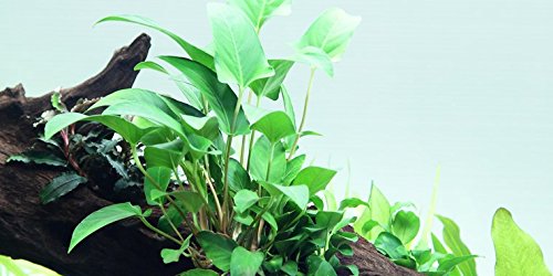 Anubias gracilis - x1 - Plantas Naturales para acuarios