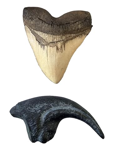 Prehistoric Predators Bundle – Megalodon Shark Tooth & Allosaurus Claw Replica Set – Museum Quality Fossil Casts
