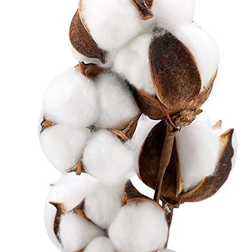 3pcs 10 Bolls Natural Cotton Dried Flower Stems miniatura 6