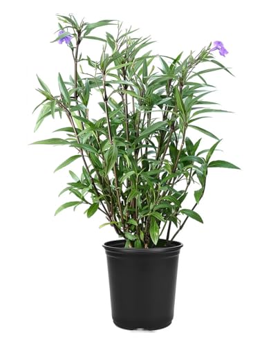 Mexican Petunia Purple | 1 Large Gallon Size Plant | Ruellia Brittoniana | Purple Flowering Landscape Pollinator | Heat Tolerant Groundcover | Outdoor Perennial for Gardens Borders Walkways Container