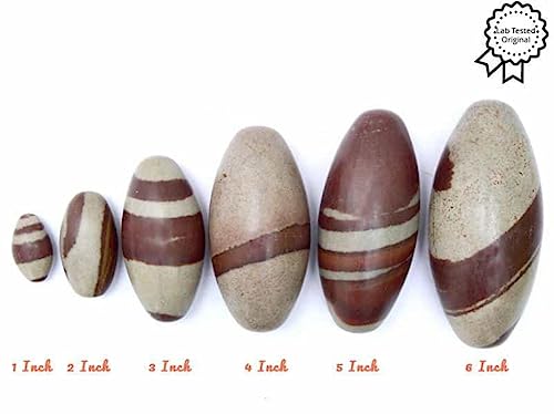 Image of PANDIT NM SHRIMALI 6 Inch Narmadeshwar Shivling | Natural Sacred Stone from Narmada River | Energized Banalingam for Pooja | Ideal for Home Temple, Office, Gifting