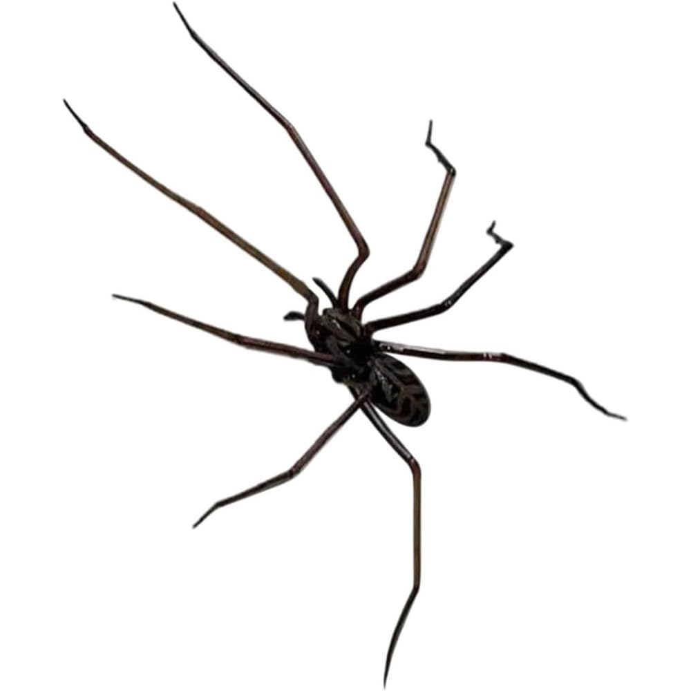 Spider Fridge Magnets - Realistic & Cute Magnetic Decor, Strong Hold for Fridge, Car, Garage (Black) - Fun & Unique Gift (1 PCS)