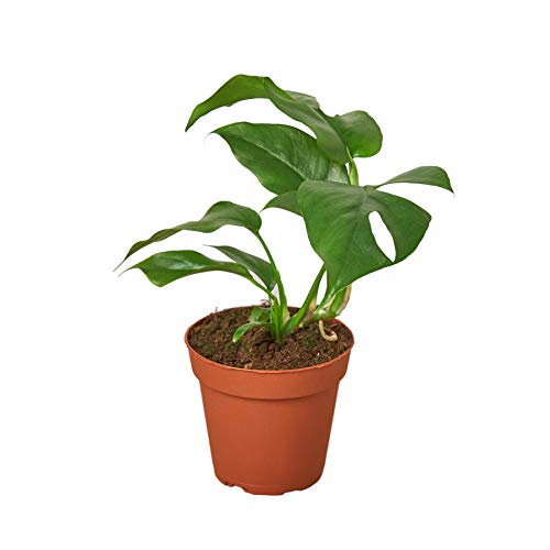 House Plant Shop | Monstera 'Minima' - 4" Pot |Live
