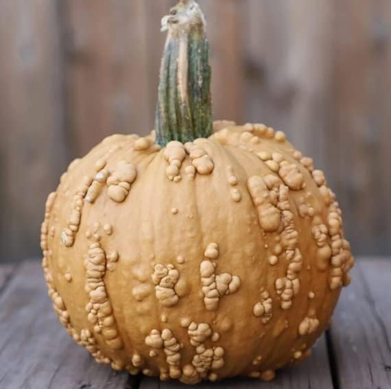 Semillas de calabaza para plantar (10 semillas) - Semillas de calabaza, calabaza y calabaza exóticas y difíciles de encontrar - Semillas de huerto