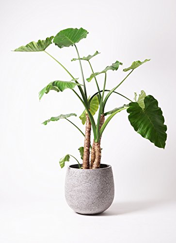 丸い鉢に入ったクワズイモ