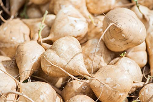 40 Jicama Seeds - Mexican Yam Bean - Root Potato Tuber Fruit Seeds For Planting Garden #TOP3