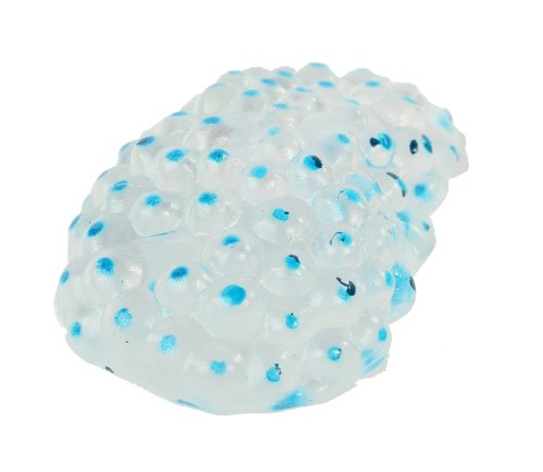 Life Cycle Stages-Frog [Importato da UK]