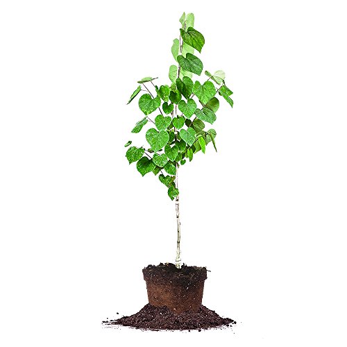 Eastern Redbud - Size: 4-5 ft Live Plant Includes Special Blend Fertilizer & Planting Guide
