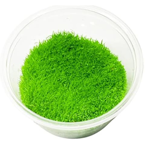 Mainam Utricularia Graminifolia Tissue Culture Live Aquarium Plants Decorations Freshwater Fish Tank Aquatic Plant3 Days Live Guaranteed Cover