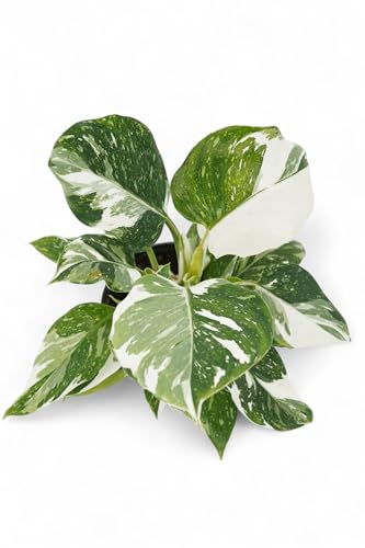 Rare White Princess Philodendron - Live Plants: Indoor Plants, Elegant White Princess Plant, Plants Live Houseplants, Rare Live Plants Indoor
