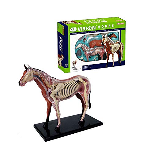 3D Details Puzzle Toys, Transparent Anatomy of Animal Horse Visceral Bones DIY Jigsaw Model, Children DIY Model, 26PCS