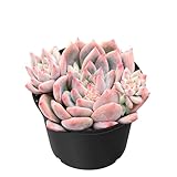 Sprout N Green Echeveria White Ice, Live Rare Succulent Potted 2' Planter, Real House Plant for Party Favors Home Indoor Outdoor Garden Wedding Decoration DIY Projects