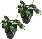 LEAL PLANTS ECUADOR Syngonium Podophyllum Albo Variegated (Pack of 2) Elephant Ear House Plant|Syngonium Live Plant Variegated Live Houseplant| Perfect for Home Decor, Unique Gift for Plant Lover