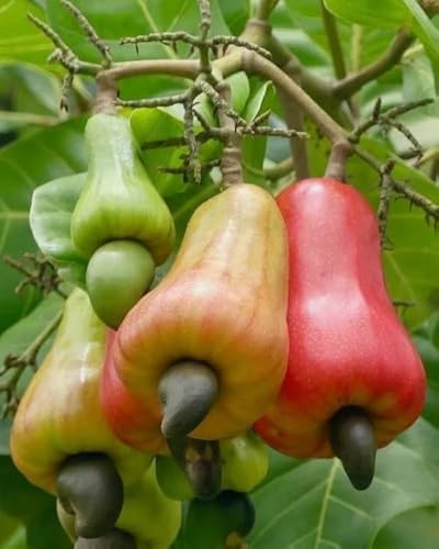 Image of All-Time12 Months Hybrid Grafted Guti Kolom Live Fruit Plant Original & Authentic Organic for Outdoor Fast-Growing Fruit Plant Home Pack Of-1 (Kaju(Cashew) Dry Fruit Plant Pack of-2, Medium)