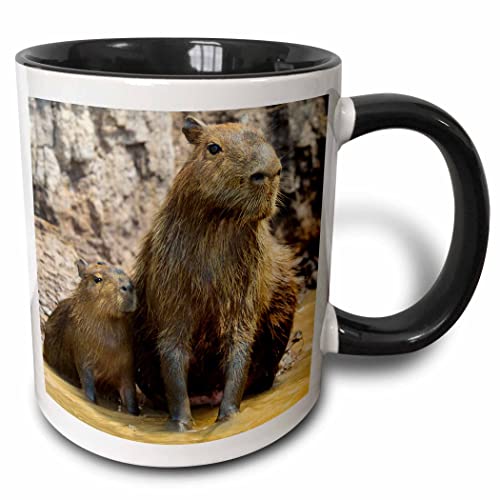 3dRose Brazil. A capybara sitting in muddy water 11oz Two-Tone Black Mug