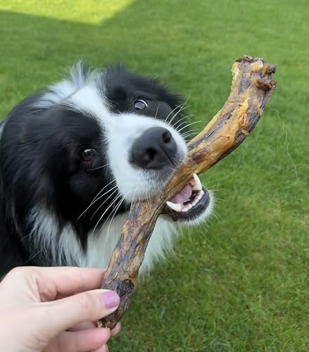 Lucze - Hühnerhälse für Hunde, 1kg, Getrocknete Hähnchenhälse, Natürliche Hundeleckerlis, 5-10 cm, 100% Natürlich, Ohne Zusatzstoffe, Proteinreicher Kausnack, Ideal für Kleine und Mittlere Hunde