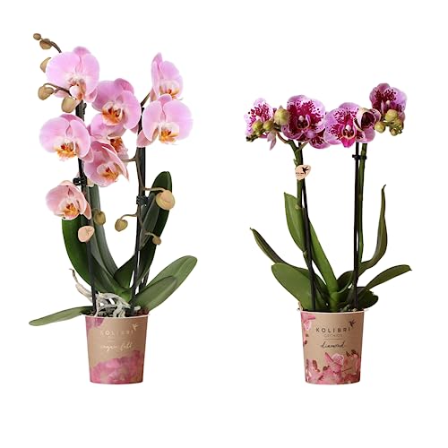 Set de 2 Orquídeas Naturales Plantas Populares por sus Grandes Flores - Colores Variados -