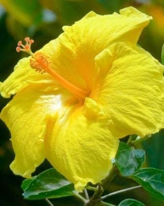 Guruji Plantation - Hibiscus/Gudhal Live Yellow Color Flower Plant with Black Pot and Free Fertilizer (B08WPQ6Q5D) Amazon Price History, Amazon Price Tracker