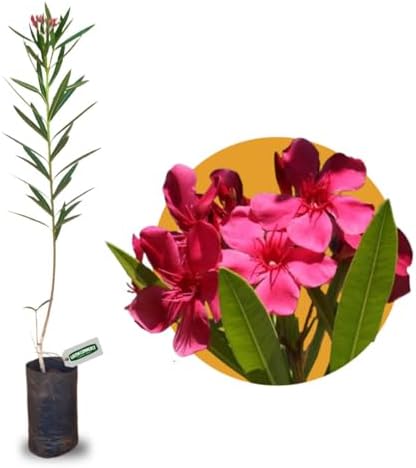 Muda de Espirradeira Planta Ornamental de Jardim