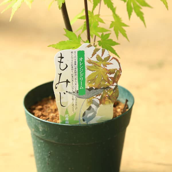モミジ　ポット入り Amazon.co.jp: 庭木・植木 庭木苗：オレンジドリームモミジ* もみじ
