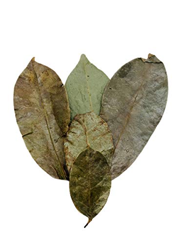 Soursop Graviola Dried Leaves for Tea | 150 Leaves | Hojas De Guanabana De Perú | 150 Hojas | Product From Peru | Packaged In The USA (150 Leaves) - Thumbnail 3