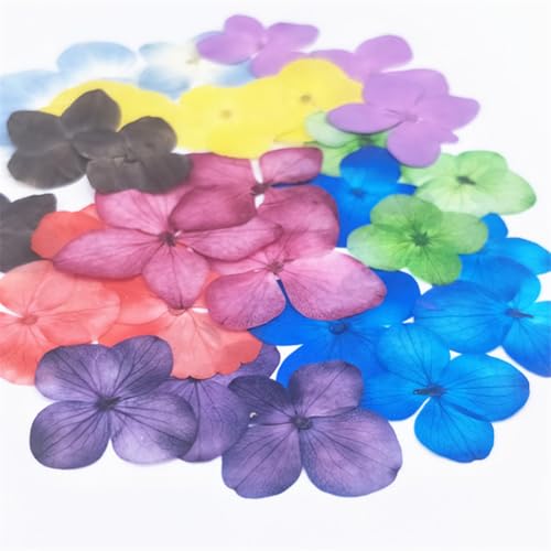 Flores Hydrangea Secas Azules Cielo, 96 Piezas miniatura 2