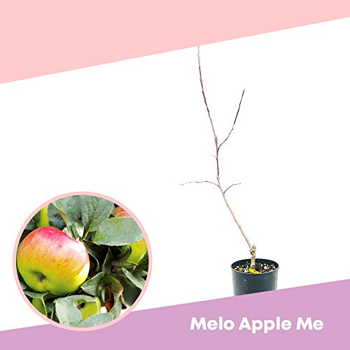 Melo APPLE ME® - Fruit tree for small spaces - Azienda agricola Carmazzi