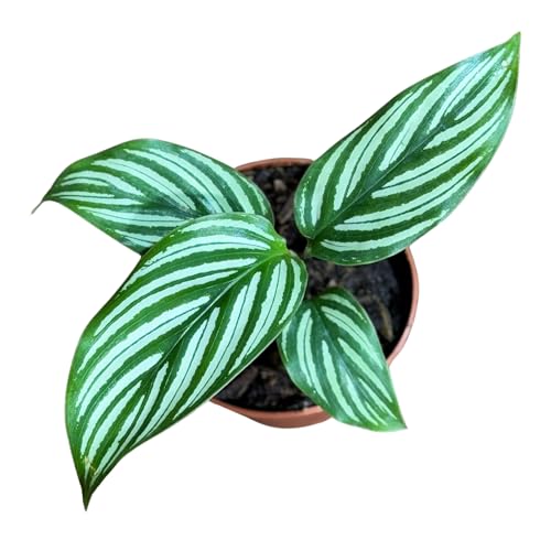 PLANTVERS Live Calathea Plant in 2" Grow Pot – Easy Care & Low Maintenance Tropical Houseplant – Air Purifying Indoor Plant for Low Light & Home Décor (Calathea 'Vittata')