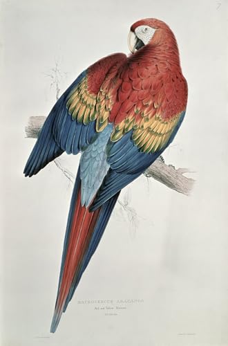 Tableau Ara rouge Edward Lear pour salon lumineux toile 60x90
