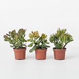 Plant in a Box