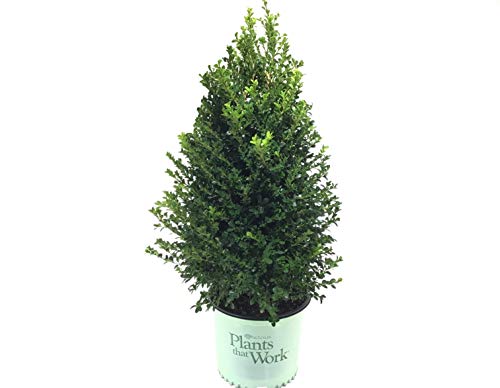 Premier Plant Solutions Buxus Cranberry Creek G3 #TOP1