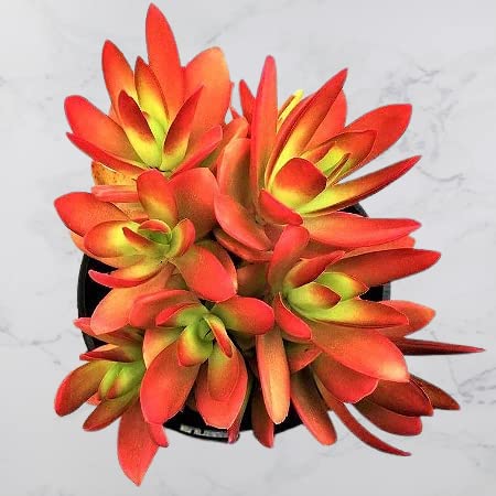 Crassula Capitella (Campfire Crassula) Succulent Live Plant (B0C1G8GN8K) Amazon Price History, Amazon Price Tracker