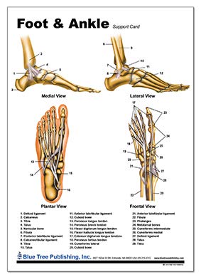 image for Blue Tree Publishing Foot and Ankle Anatomical Chart 8 x 11.25inch, la