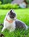 Joytale Reflective AirTag Cat Collar, Breakaway Buckle, 2 Pack Lightweight AirTag Holder Pet Collars with Bell, Adjustable 7.5-12.5 Inch for Girl Boy Cats Kitten Puppy, Orange