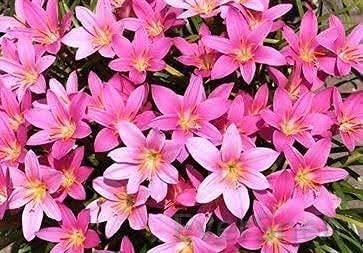EverSneh Rare Rain Pink Lily Plant Hybrid Live Flowering Plant With Black Plastic Pot 4 inch Size (B0BFBSHDJY) Amazon Price History, Amazon Price Tracker
