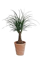 Dominik Blumen und Pflanzen, Elefantenfuß, Beaucarnea recurvata (Syn. Dracena nolina), 1 Pflanze, circa 30 cm, 10,5 cm Topf, 1 Pflanze und Dekotopf terracotta, Zimmerpflanzen, Kübelpflanzen