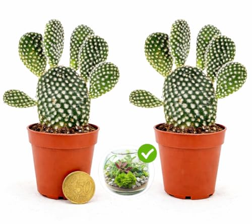 OPUNTIA MICRODASYS A SPINA BIANCA, FICO D'INDIA MICRO IDEALE PER TERRARIUM, 2 PIANTE, Vaso 5,5cm diametro, piante vere