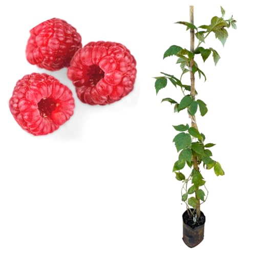 Muda De Framboesa Vermelha Com 1 Metro - Já Produzindo