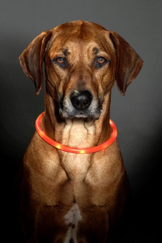 Karlie Visio Light LED Schlauchhalsband L: 20 - 70 cm orange
