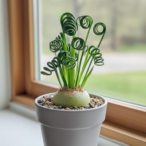 Rare Albuca Frizzle Sizzle Plant Live, Curly Grass Succulent, Albuca
