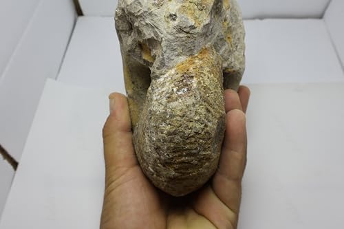 Image of Rare Ammonite Nautilus Ammonite Fossil Fossil from Morocco Fossils Ammonites Fossil Rock A294