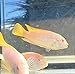 2.5 inch Albino Red Top Zebra African Cichlid - Live FishLow Cost Shipping Available