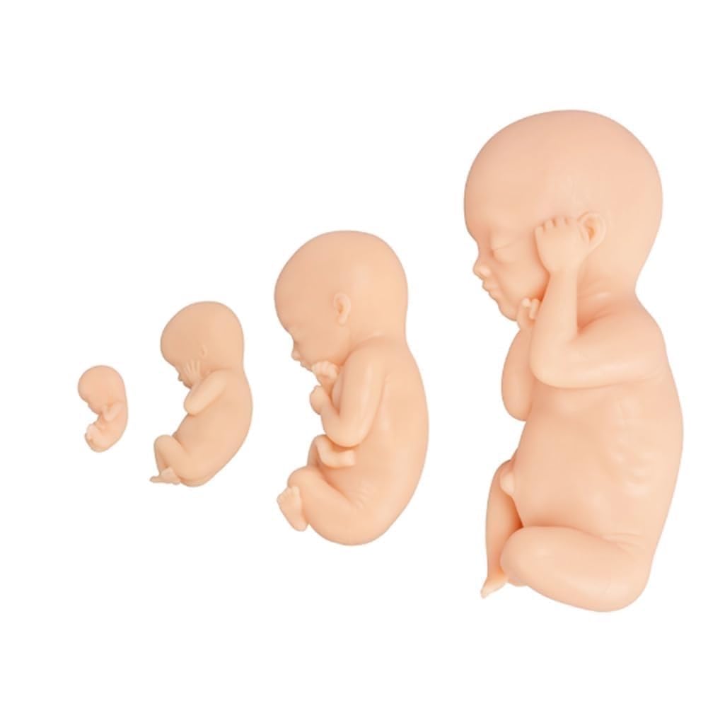 Model wcześniactwa noworodkowego, zestaw modeli do nauczania płodu, 4-częściowy wyświetlacz anatomicznego procesu rozwoju płodu ludzkiego, 12, 16, 22, 30 tygodni, do edukacji medycznej