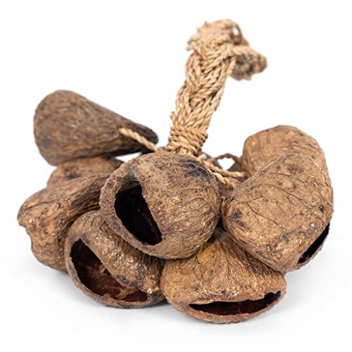 Stringed seed shaker, Wood - Image 4