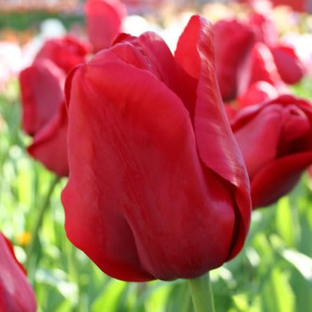 Escape Triumph Tulip Bulbs – Pre-Chilled Since Fall for Faster Blooms | Vibrant Red Flowers, Long-Lasting & Easy to Grow | Premium Perennials for Spring Gardens & Indoor Forcing (100 Pack)